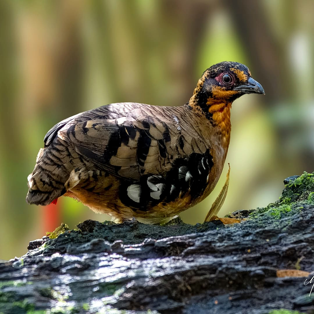 TheBatBotLab's tweet image. When your duet game is stronger than your visibility 🎶🍂: The red-breasted partridge (Arborophila hyperythra) may be hard to spot, but its ringing whistles echo through Borneo’s montane forests🔊🌲. Photo: Shanmugavel Murugesan. #Biodiversity #Wildlife #Birds #Birding