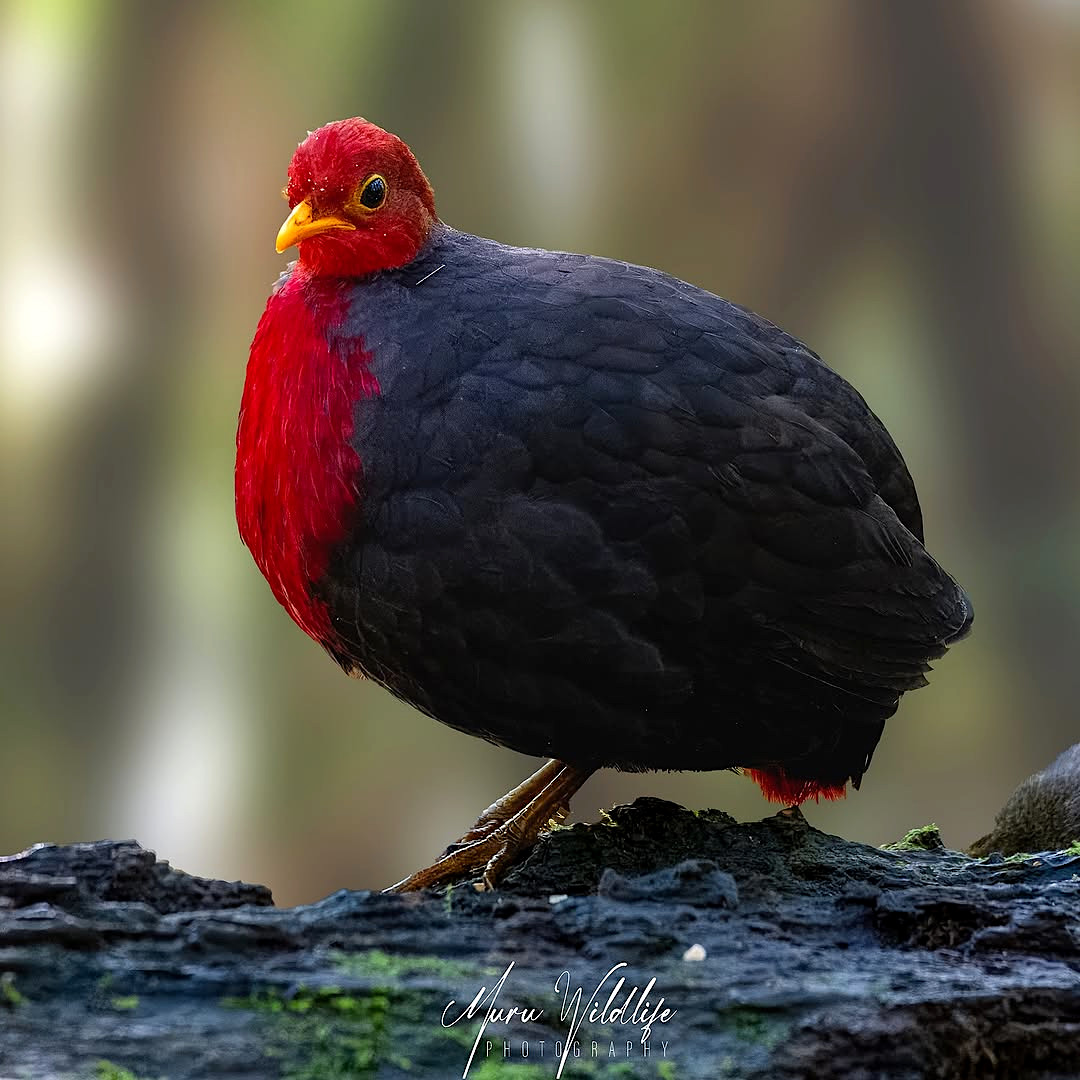 TheBatBotLab's tweet image. When your plumage screams for attention, but your behavior whispers &apos;don’t look at me&apos;🔴🍂: The crimson-headed partridge (Haematortyx sanguiniceps) pairs bold colors with a cryptic, ground-dwelling lifestyle in an evolutionary compromise🌲🧬. Photo: Shanmugavel Murugesan.