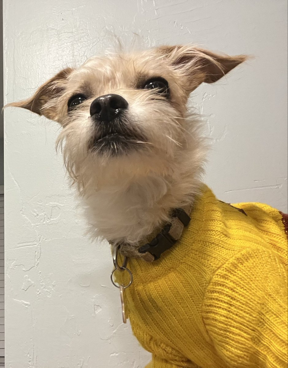 sundevilemily's tweet image. Clemson wearing his Arizona State sweater #phxkrugerdogs #asupets #chipoo #lilclemson #forksup @DogsPhx16964