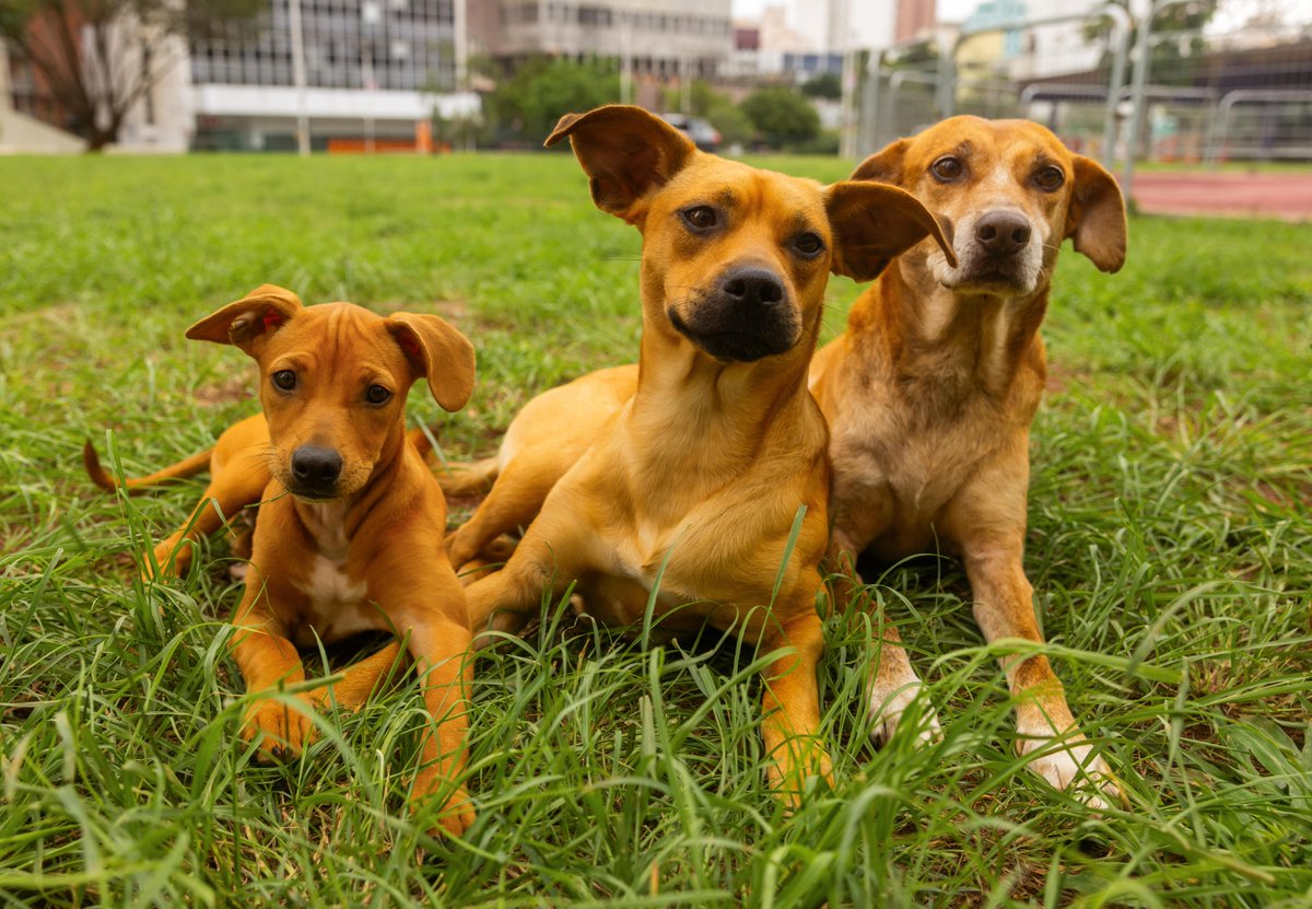 VOCÊ SABIA? O cão Amendoim teve vários dublês no filme Caramelo!

Os cães-atores participaram do filme tanto dividindo as cenas com Amendoim quanto sendo as versões mais nova e mais velha do Caramelo. UM AMOR.
