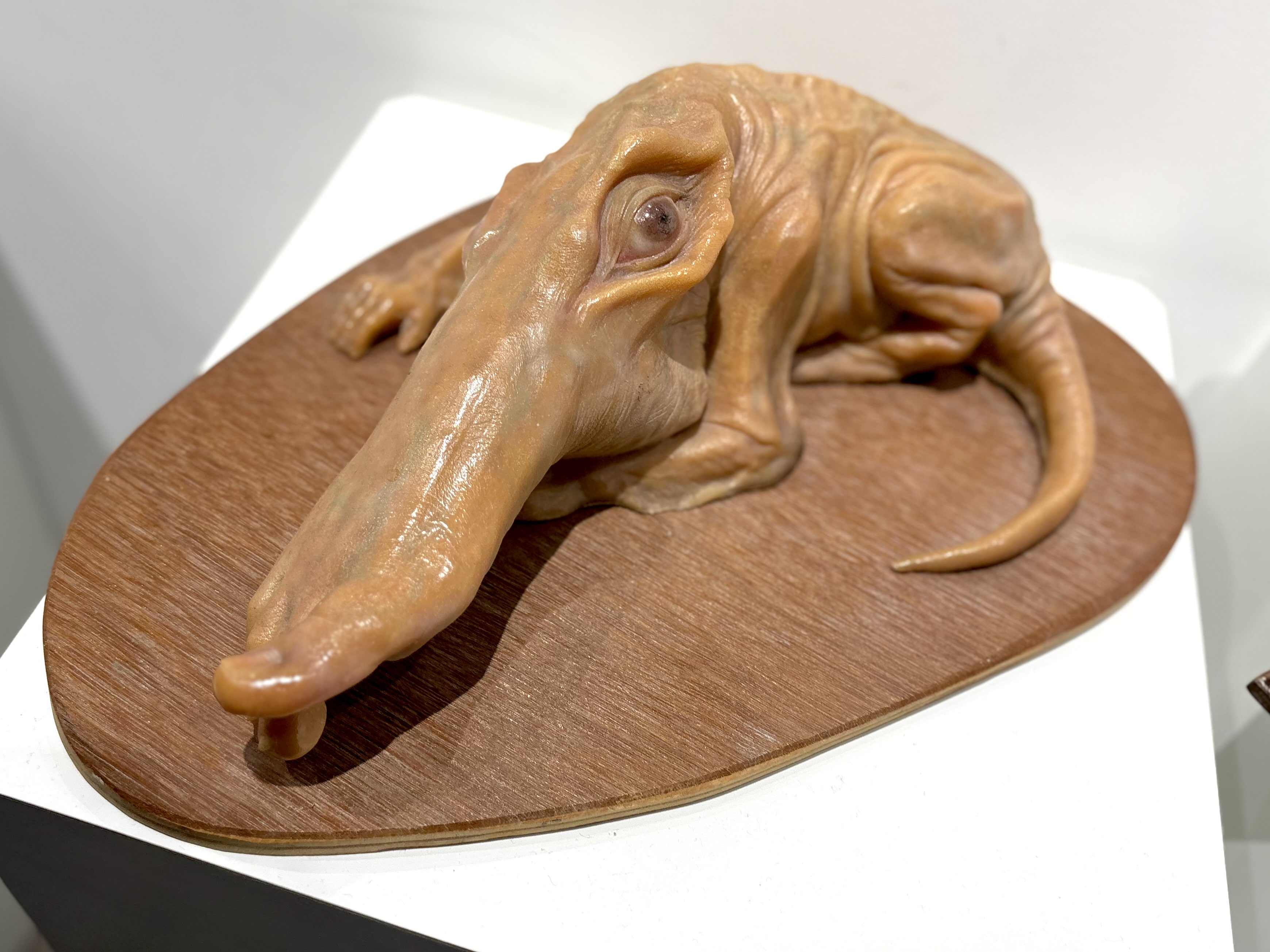 悪魔の毒々フロッグ on X: 