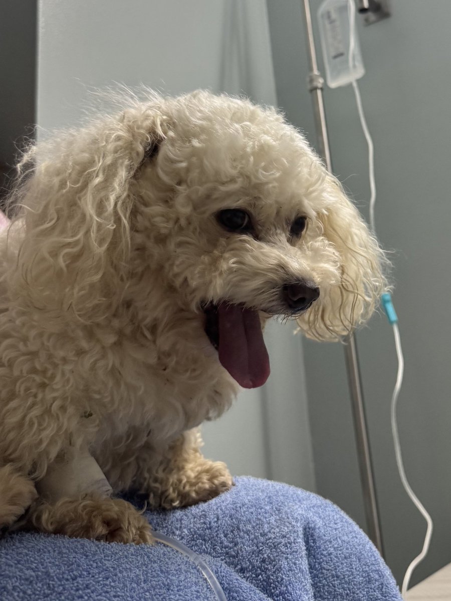 Luego de unas horas en el veterinario, Coquito tiene dos cálculos y vienen en camino por la uretra. Está bien, con un poquito de dolor🙏🏼