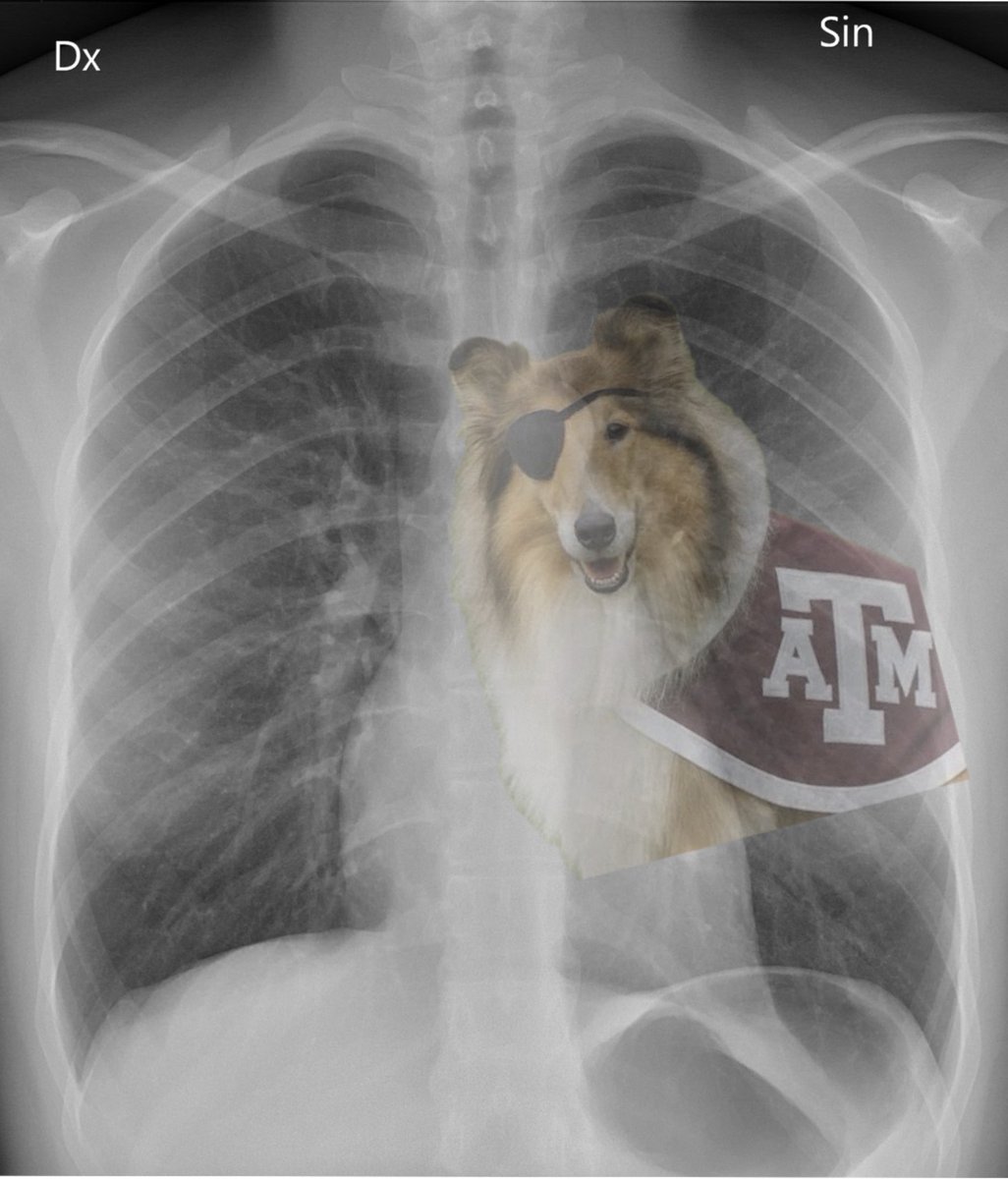 Made it out of Fayetteville as the last undefeated team in the SEC. Gig em and goodnight.