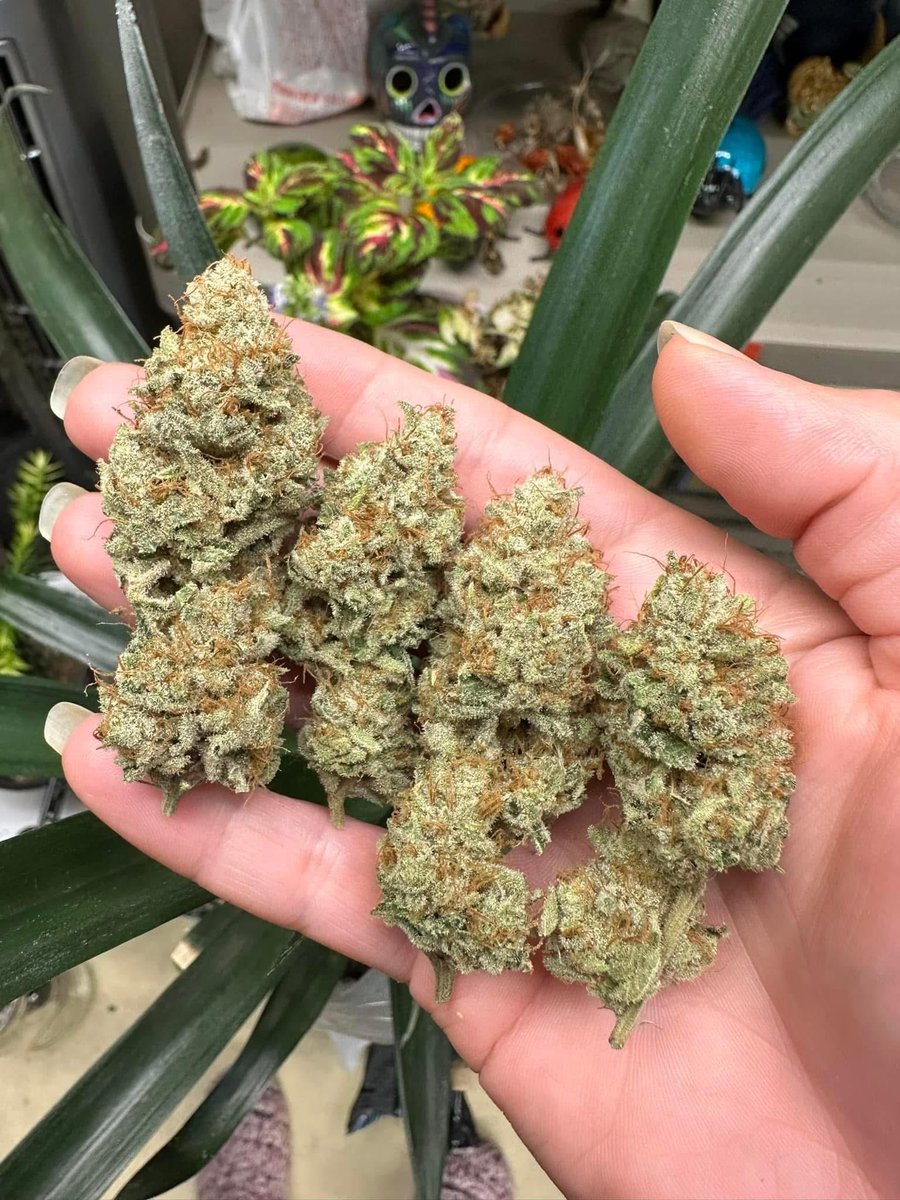 Cali___Plug's tweet photo. Finished TL flower

Juicy Fruit x (Sour Diesel x Cheese)

Organic “water only” https://t.co/GKPfH8OC2G
