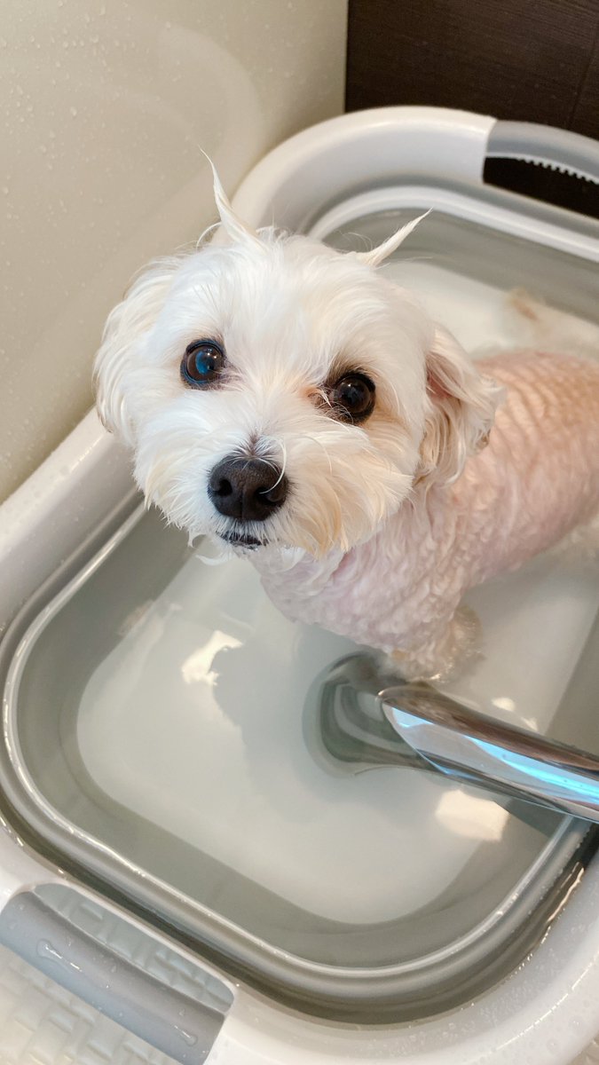 彼女さん、昨日も仕事で今日も急遽職場へ行ってしまって大忙しなので、私は2人でやる予定だった１号のお風呂を🐶
お風呂大好きの１号、お湯に浸かってると幸せそう🤭