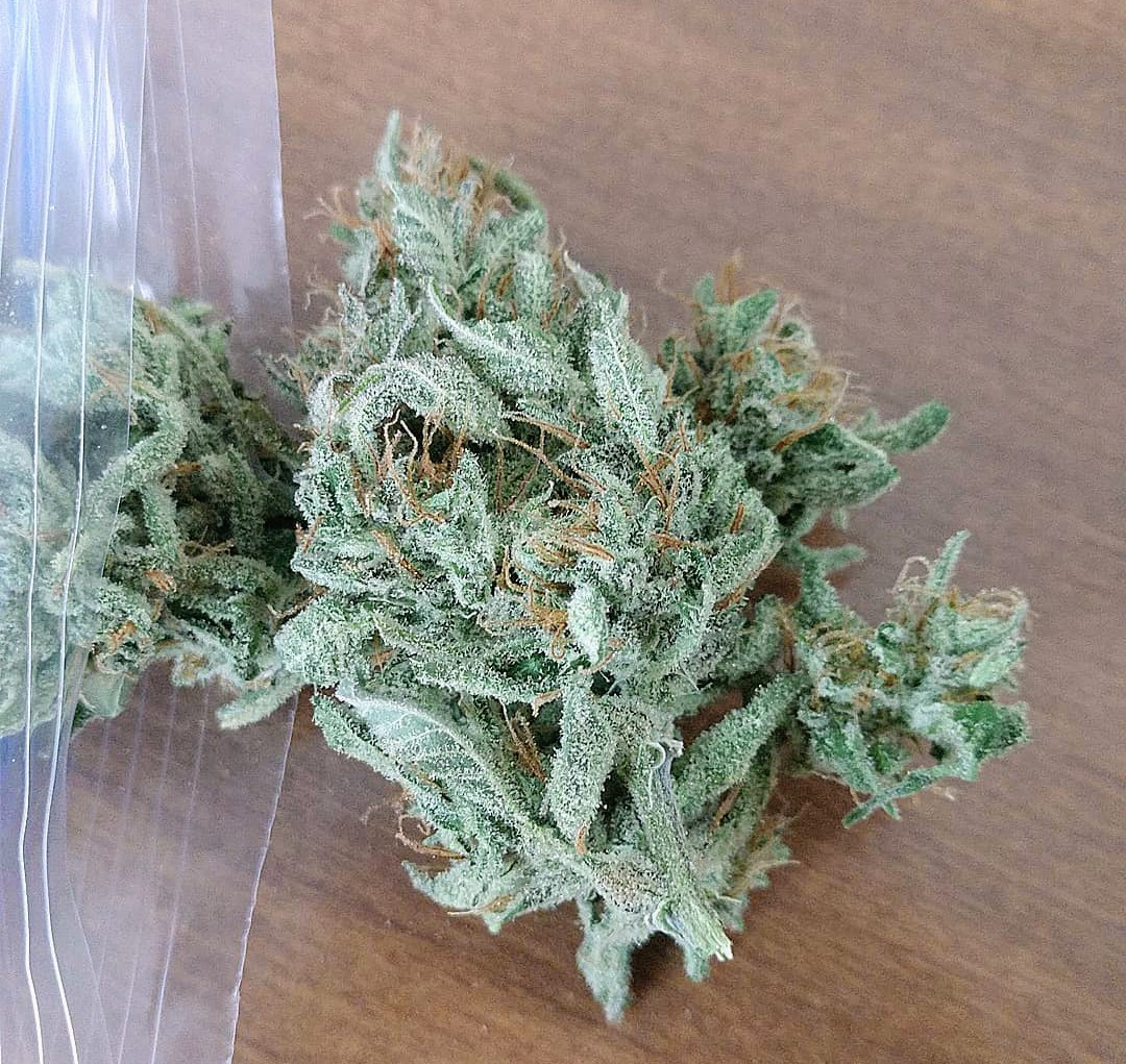 Cali___Plug's tweet photo. Homegrown marijuana, nothing can compare! 
Do you support the "Grow your own" movement? 
I do! Fully deschedule cannabis! https://t.co/dCRvxFZr74