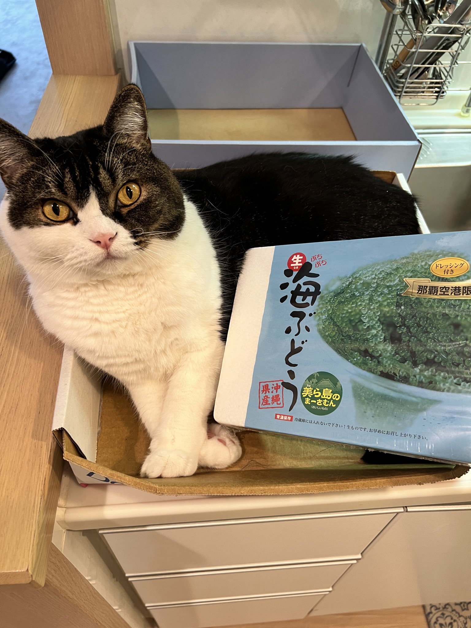 しっぽ (@shippo0519) / X