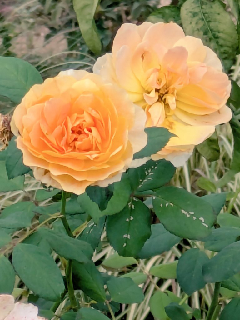 ❁*.⋆̩M.net☺︎⋆̩*❁*.゜様の専用ページ ふじいちゃん on X