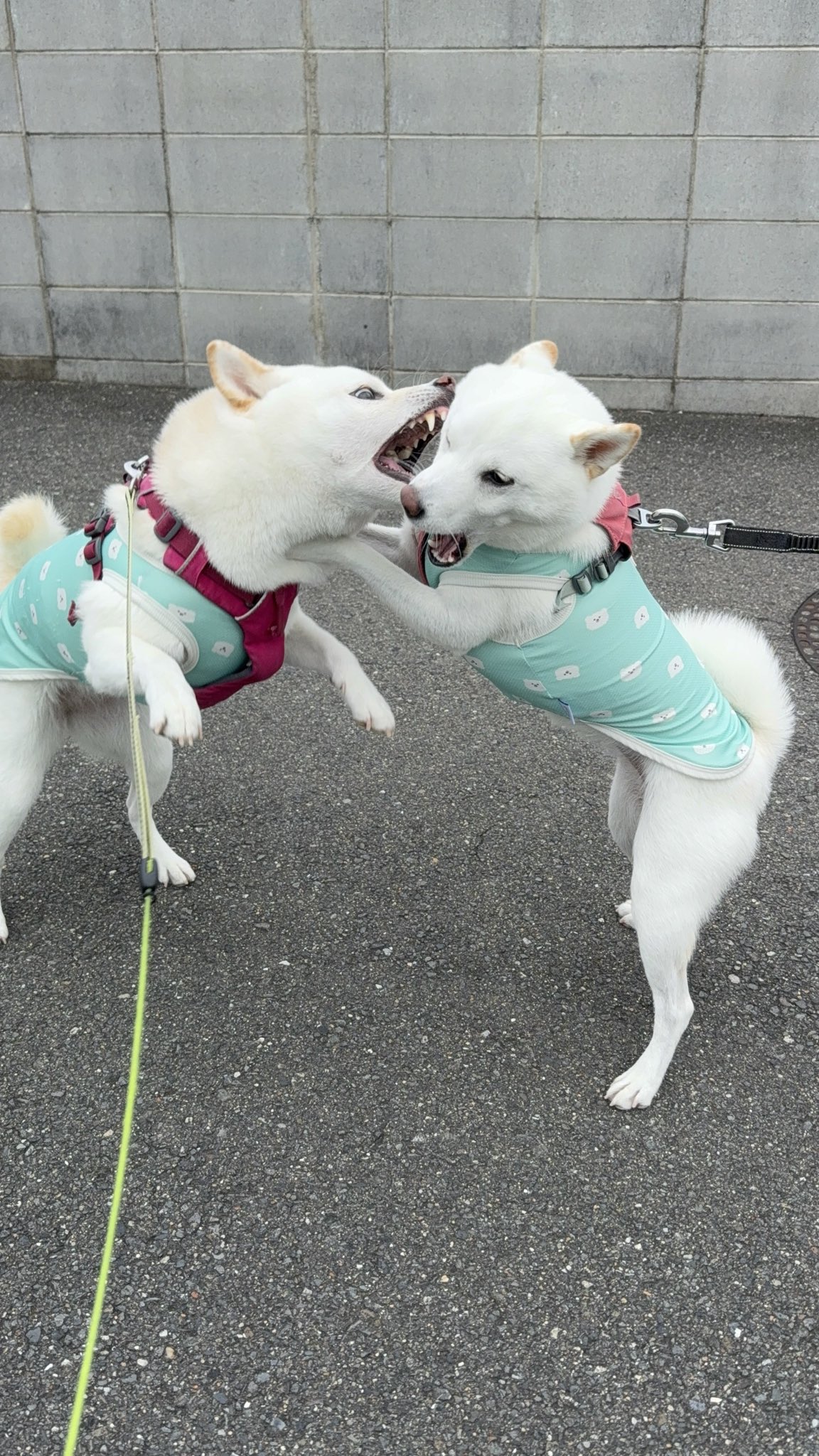 おもちとみぞれ(白柴) on X: 