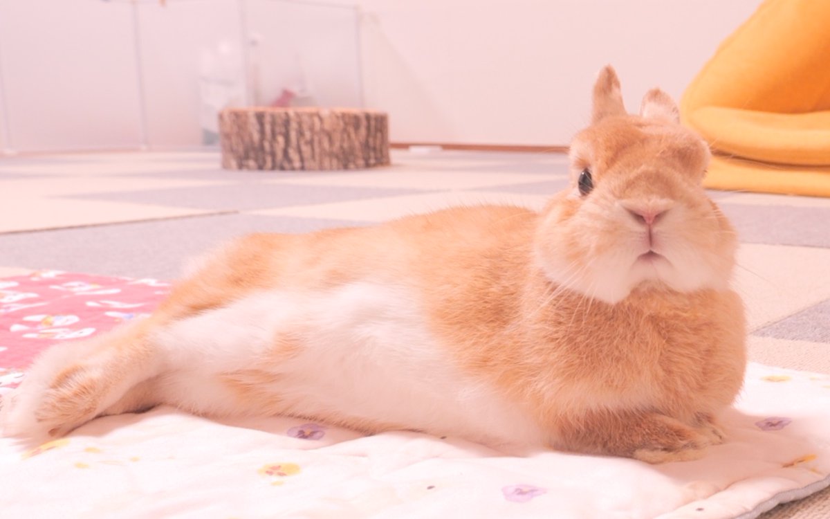 呼んだ？🐰