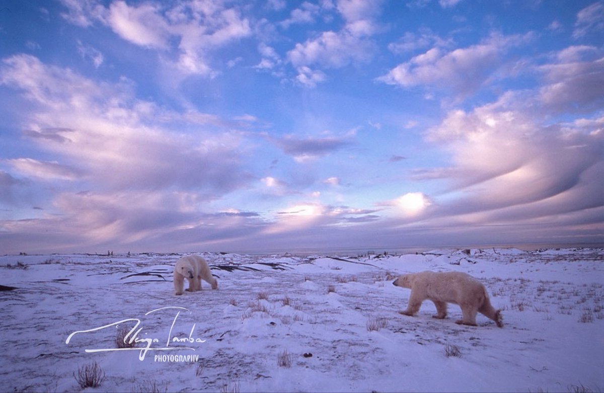 AkiyaTamba's tweet image. 実は今までポジフィルムの画像は頻繁に投稿していたのです。
前回も書いた通り、色の優しさや奥深さはデジタルとは違うんですよ…
この写真のフィルムはVelvia。それっぽいでしょ？わかる人にはわかると思う🤭

#polarbear #wildlife #hudsonbay #velvia #fujifilm #positivefilm #シロクマ #既出画像