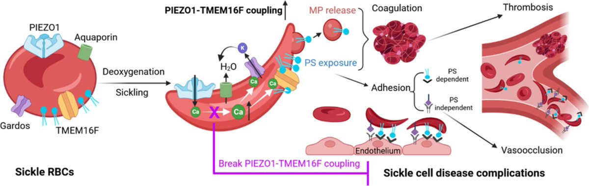 New study uncovers how sickle cells expose a lipid signal that fuel anemia, clots &amp; pain crises. Deoxygenation triggers PIEZO1→Ca²⁺→TMEM16F→PS exposure. Blocking PIEZO1 (w/ anti-gout drug!) breaks this harmful chain.
doi.org/10.1002/ajh.70…