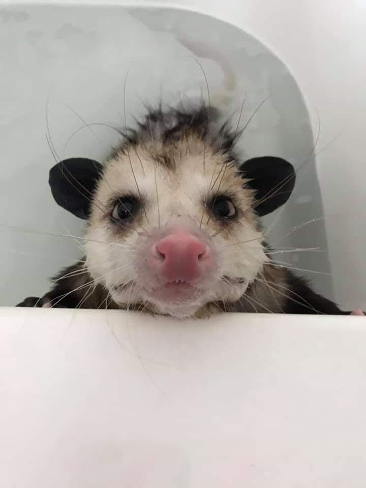 👁️👁️