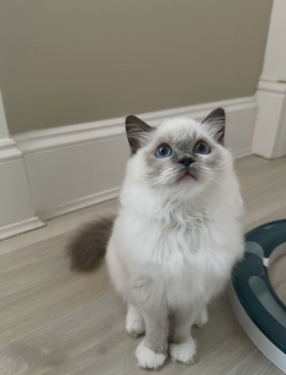 ReadingAnge's tweet photo. My new kitten! I want to think of a book related name for her. My other cat is Winnie (like Eowyn). Ideas? #helpnamemycat #namesuggestions #booklover #fantasy #suggestionsneeded https://t.co/7UUNlUF9BY