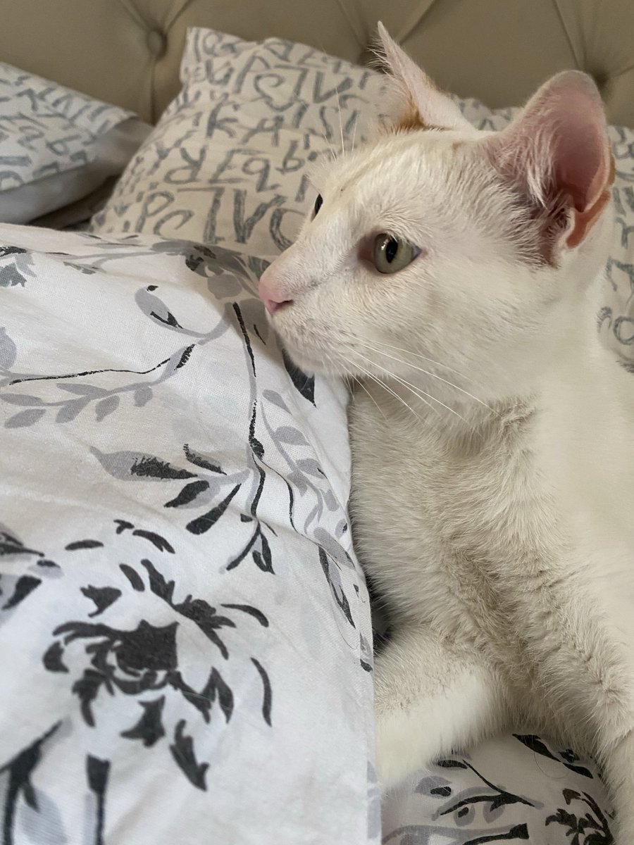 GATITO