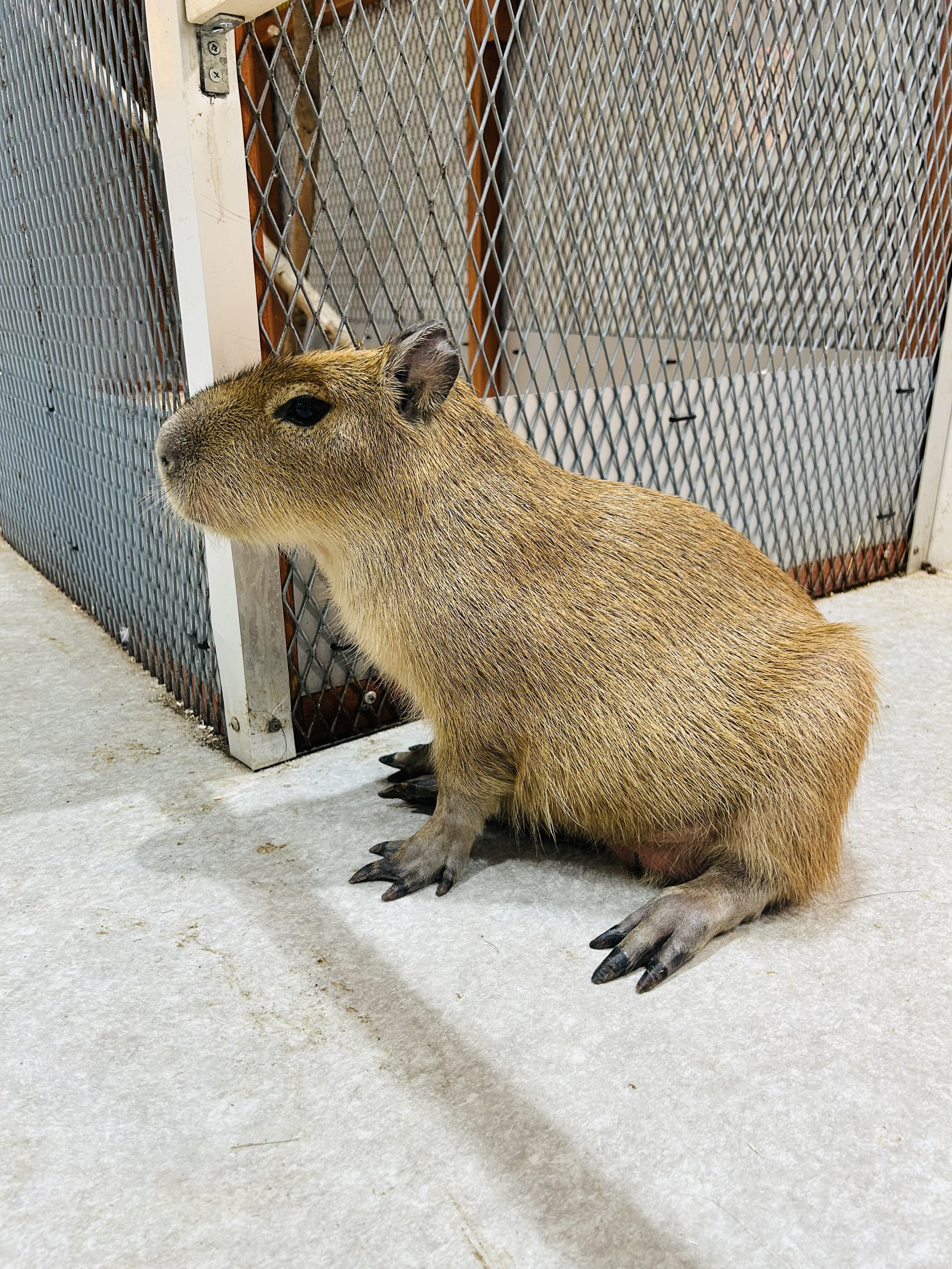 カピバラ‼️ うさぎさんと♪」 #カピバラ #capybara #水豚 #うさぎ #rabbit