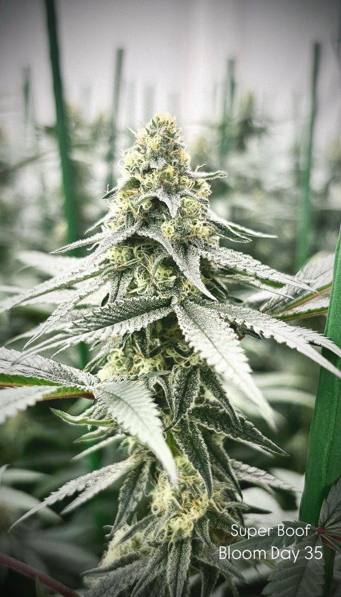 GreenShopLab's tweet image. 🌸 Super Boof — Bloom Day 35 🌸

#GreenShopLab #PremiumOrganic #FullOrganic #LivingSoiOrganics #LSO