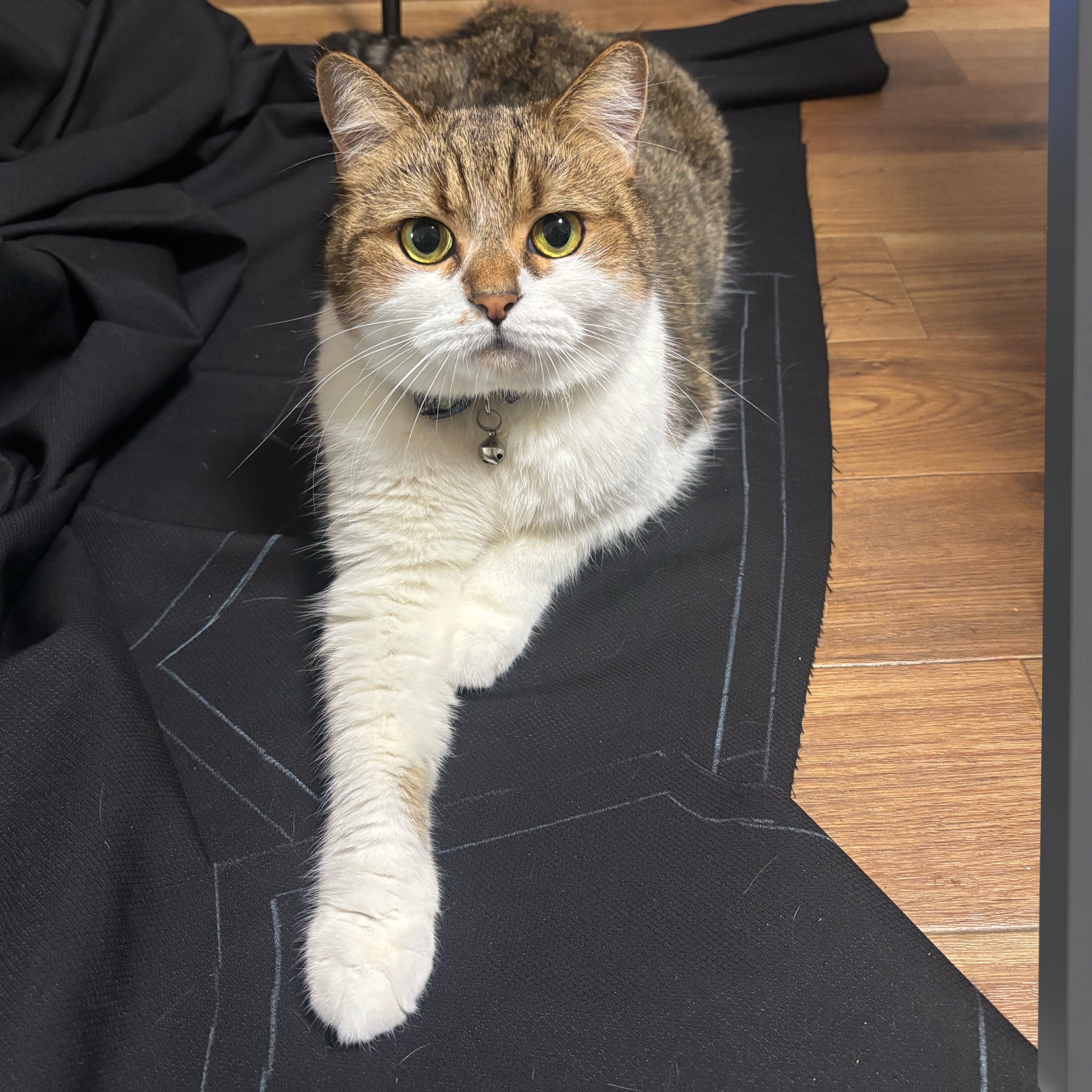 狸猫さま ほずきち🦌 on X: 