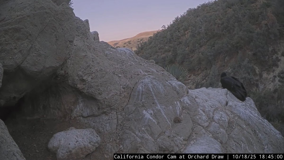 CornellCondors's tweet photo. 18:45, 10/18 Looks like Junior is settled in for the night. https://t.co/YsJYYNR4qZ