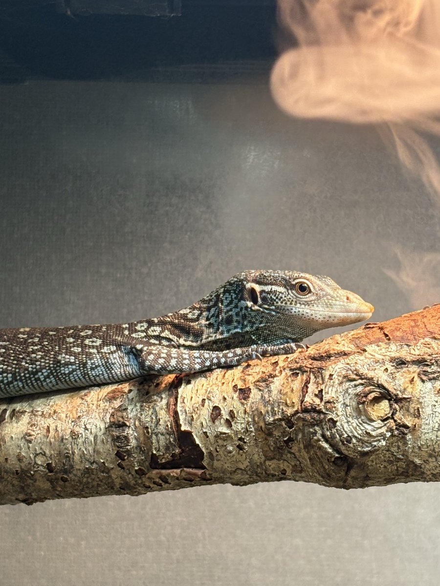 BGL産コバルトツリーモニター元気です😊

早く生き餌食べてね😭

可愛いからいいけどさ〜🤣