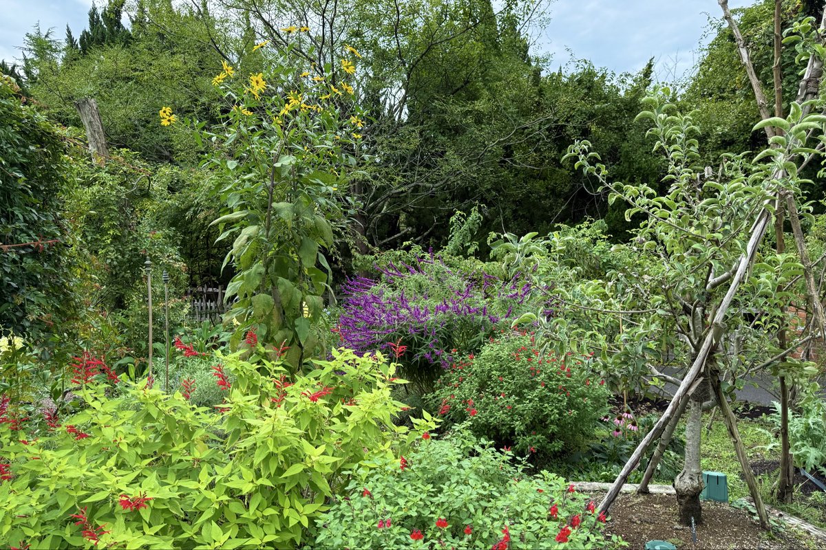 今日のガーデン🪴
叩きつけるような雨で、雨上がりが心配でしたが、植物たちも元気です。
秋バラ🌹も少しずつ咲き始めました☺️