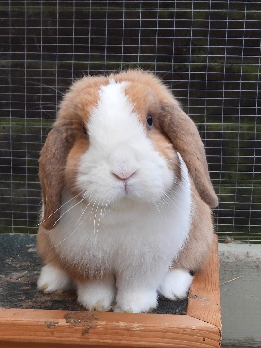 carrotcottagerr tweet picture
