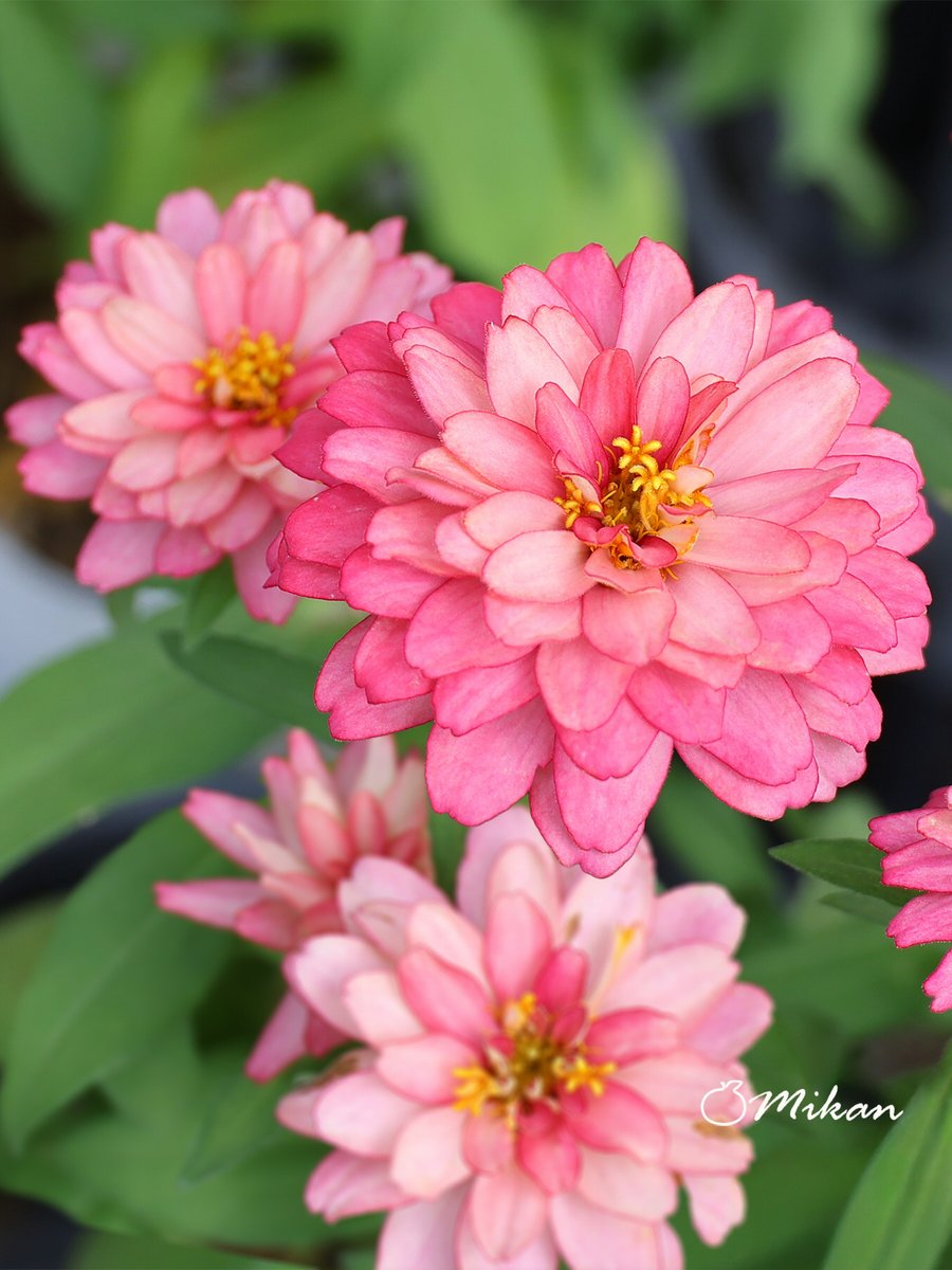 こんにちは💙
今日もまったりしてます☕️
皆さまが素敵な一日になりますように🥰

　百日草の花言葉
　「いつまでも変わらぬ心」