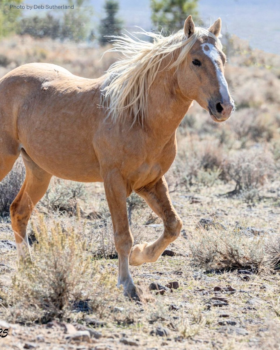 FreeWildHorses's tweet image. 💫 Then and now ✨  

Virginia Range volunteer documenter Deb Sutherland has known this stallion since he was born back in 2017! 🐴 

#stallion #wildhorse #foal #babyanimal #babyhorse #thenandnow #growingup