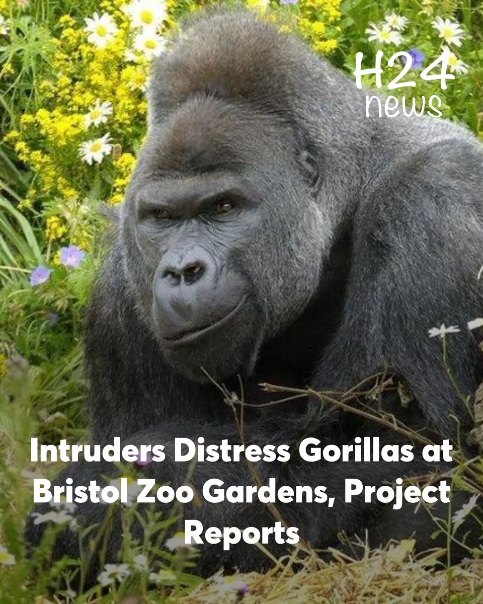 H24 News UK tweet media