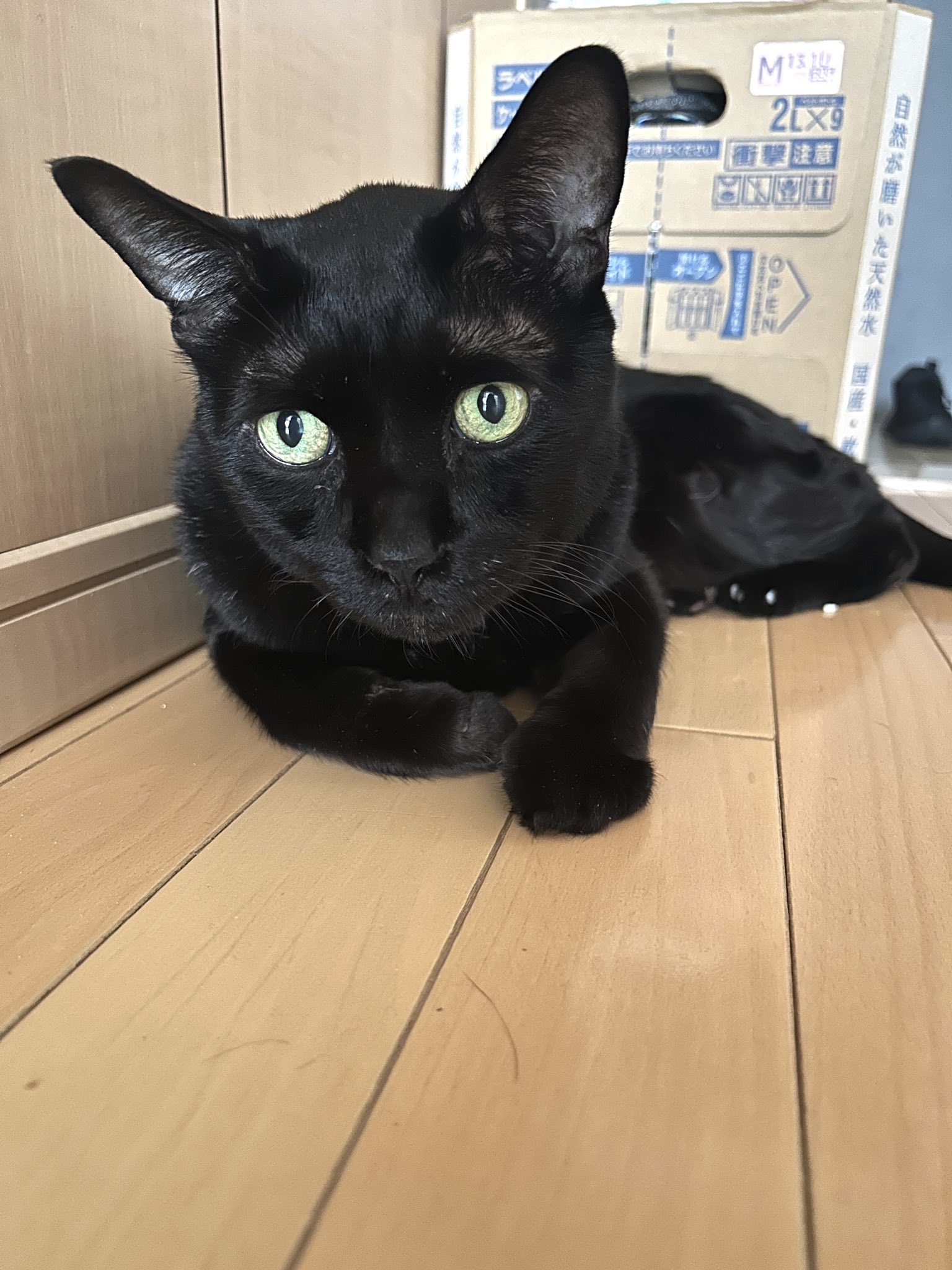 くろねこ お知らせ]LINEスタンプ第二弾でました | はじめてねこと暮らし