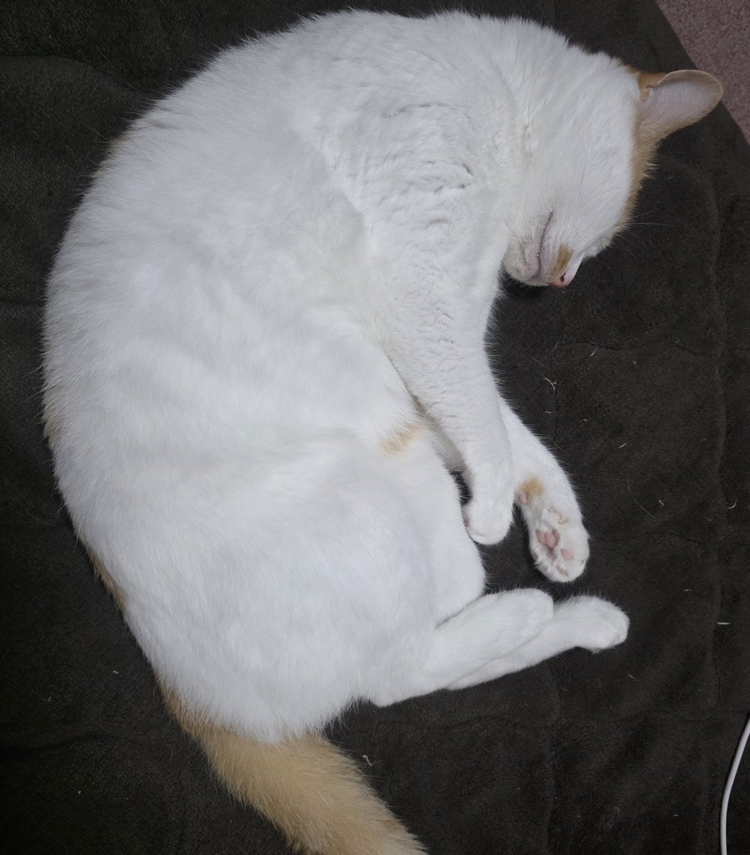 GALAXY_yoge's tweet photo. #猫好きさんと繋がりたい
#猫のいる暮らし
#猫のいる生活 https://t.co/R7Pi2NeJKN