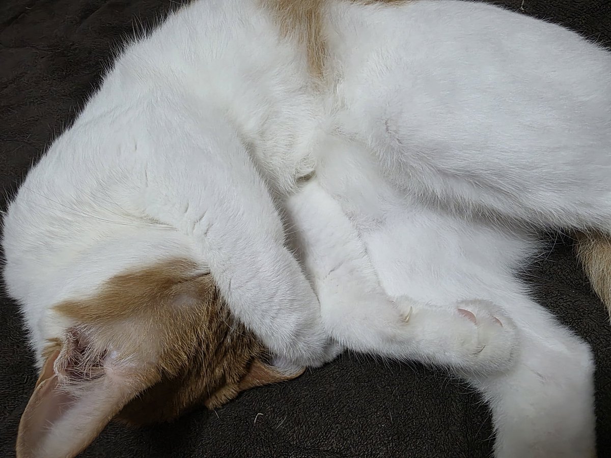 GALAXY_yoge's tweet photo. #猫好きさんと繋がりたい
#猫のいる暮らし
#猫のいる生活 https://t.co/R7Pi2NeJKN