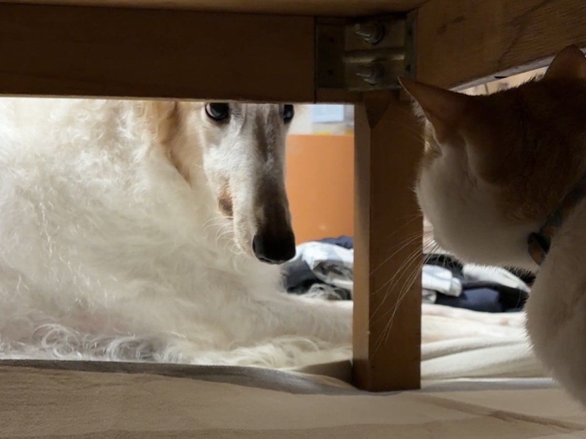 戦闘画面。がんぼるぞい。

translation:
Battle screen.