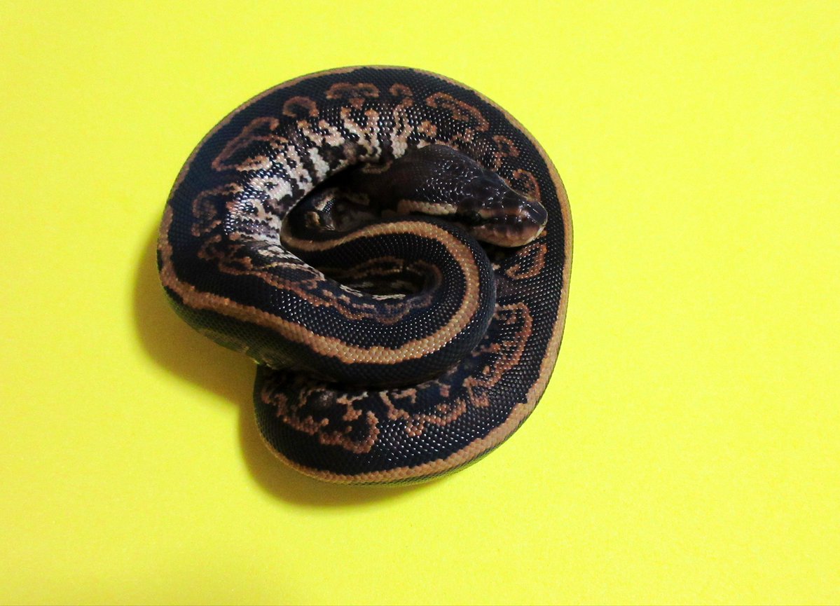 UmbrellaPython's tweet image. 初代より赤みがないし乱れも少ない
無念です