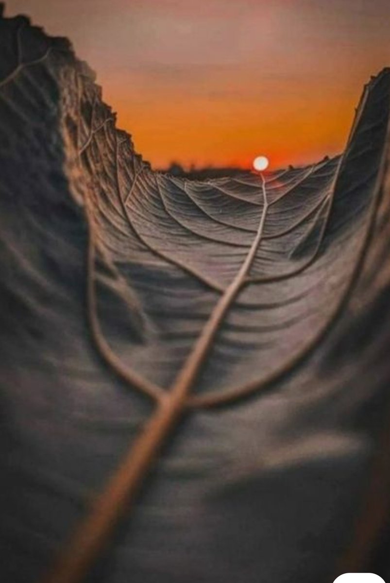 Tel un chemin tracé 
Un corridor naturel
Conduisant à l'essentiel 
Celle de la lumière sacrée 
.....
❣️