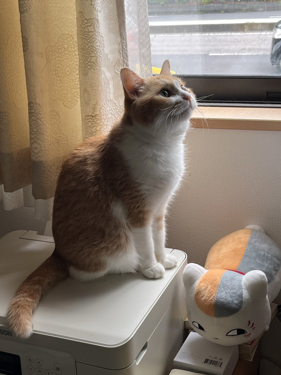 猫さん 猫さん Buy ZX 700 - B34330 | GOAT