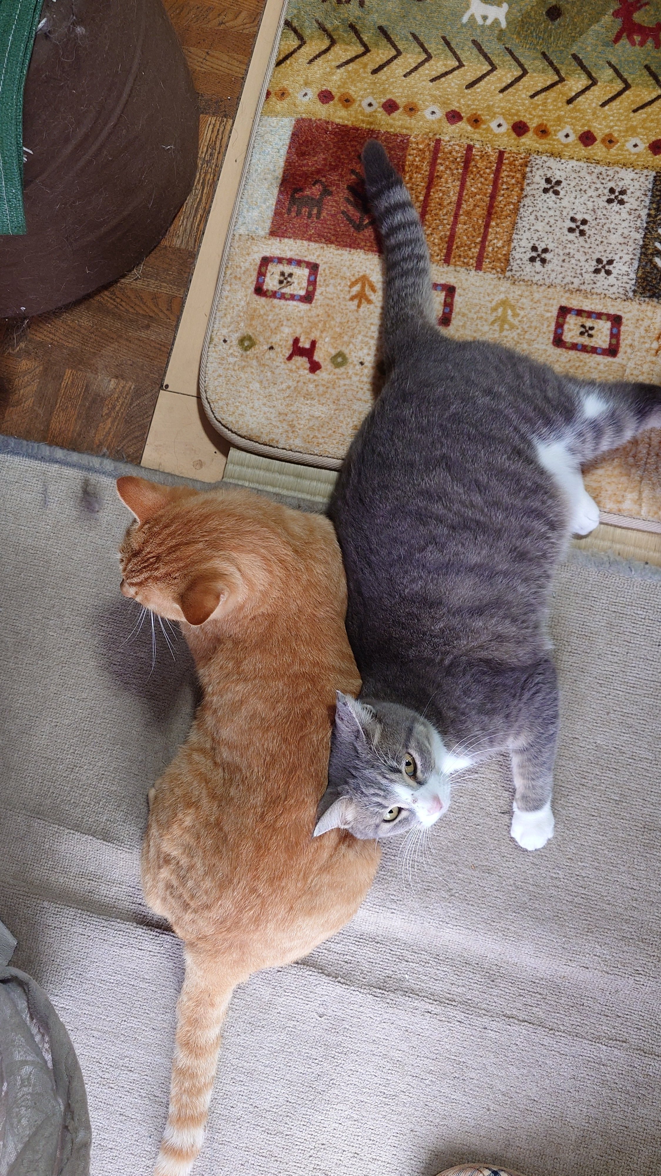 猫翼　CAT WING Plastic Cat-Eye Sunglasses | GUESS Factory Ca