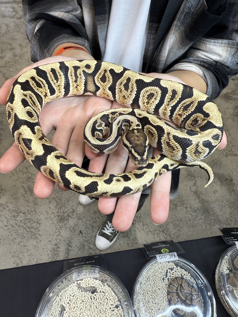 LR63112026's tweet image. ファイアGHIOD hetクラウン♂
お迎えありがとうございます✨
現在飼育されてるボールのブリーディング計画にベストモルフをティアさせていただきました😊
色々悩んで、決めた1匹✨
是非ブリードに活躍させてくださいね!
今後ともよろしくお願いします。
#ボールパイソン
#ballpython
#BIGレプ