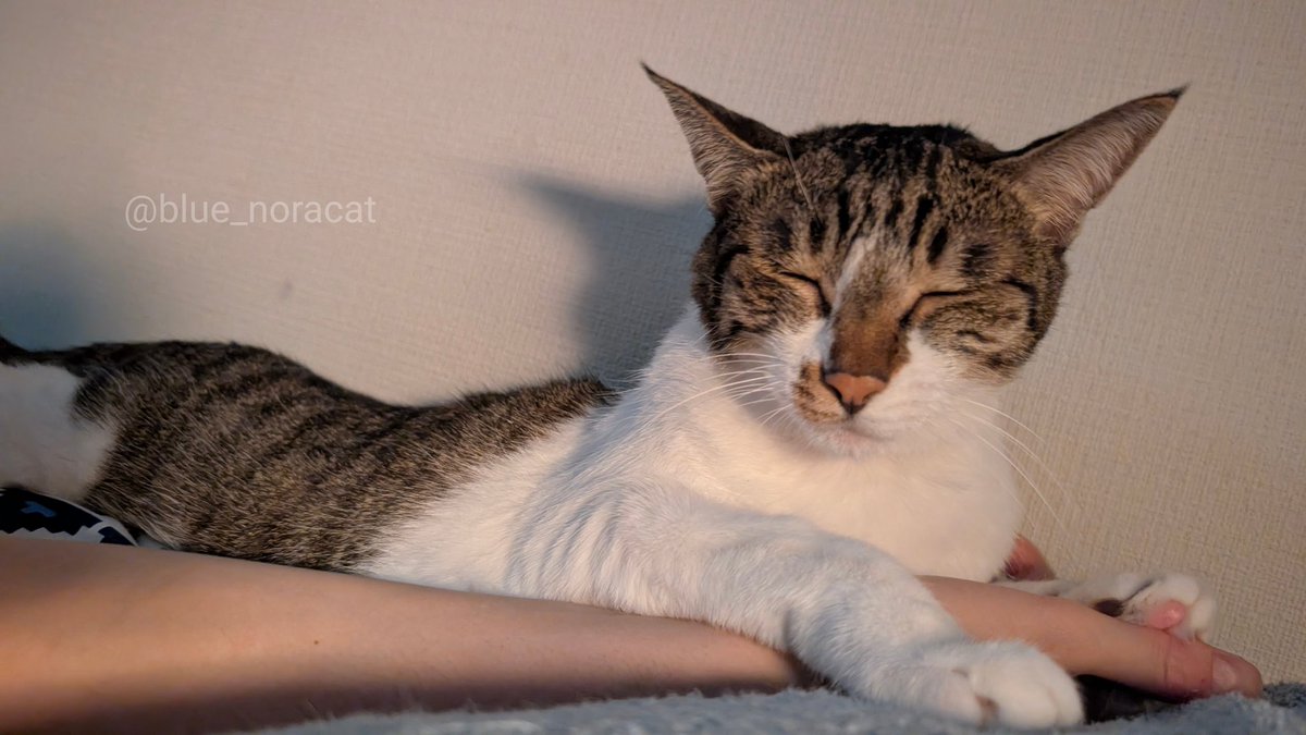 朝からずっと寝室で横になってたら猫が「朝ご飯は〜？😭」ときたので慌てて出してやったところ、すでに別の人間からもらってたことが判明
飼い主を騙して食ったｶﾘｶﾘはうまかったか？ うまかったの…よかったね…………