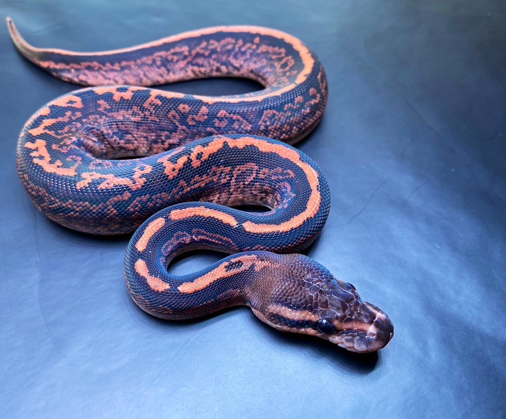 UmbrellaPython's tweet image. Black Pasel  F1