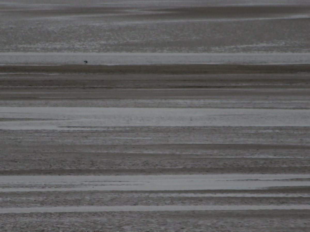 Toby Jeffries (@errantfrequency) on Twitter photo A walk along the Dee Estuary yesterday.
Well, less of a walk and more several ruminative pauses linked by footsteps to allow time to just look. A walk along the Dee Estuary yesterday.
Well, less of a walk and more several ruminative pauses linked by footsteps to allow time to just look.