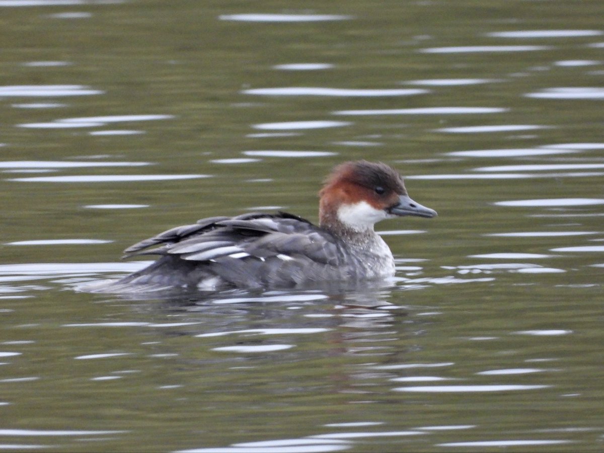 Alan Boddington tweet media