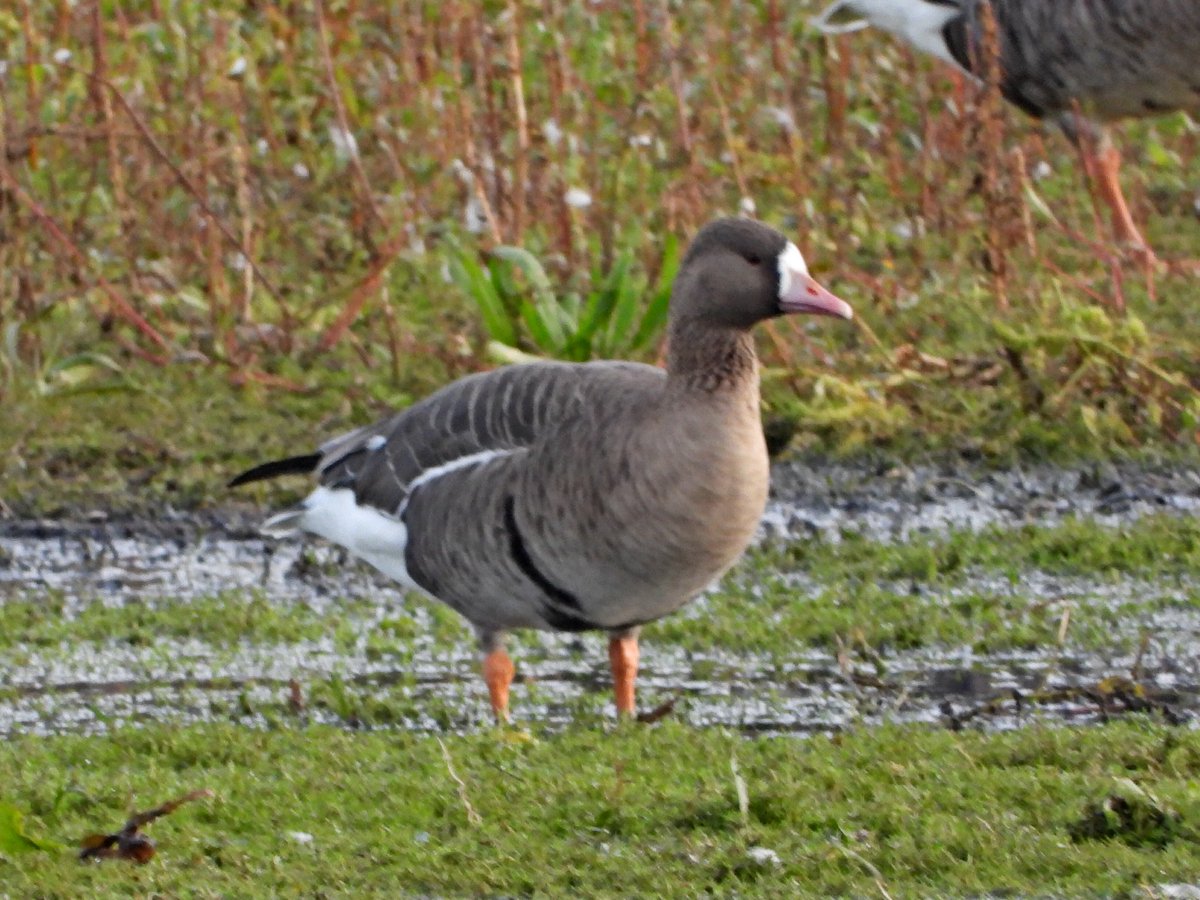 Alan Boddington tweet media