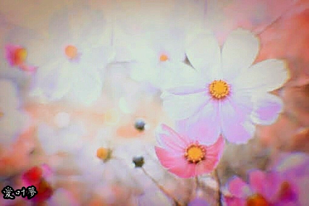 ✤

愛、その631

『思秋期』

眠りの中で祈るような
淡く甘い恋をして

秋桜揺らす風を見つけ
季節の移りを知った朝

秋、秋、好き
君への想いを囁いてみた

✤

#恋愛詩
#恋詩人愛叶夢