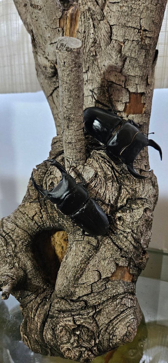 フリマアプリでいい感じの木をお安くゲットしました♪
下の洞を深く彫ってクワリウム作るのも良いな🤔
クワガタくんたちの撮影に使うのも良いし🤔

試しにパシャリ📸
長寿のミヤカブと能勢兄弟
カブトムシ三兄弟で一番大きかった一郎くんは残念ながら☆になってしまった😢
三郎くんはまだまだ元気✨