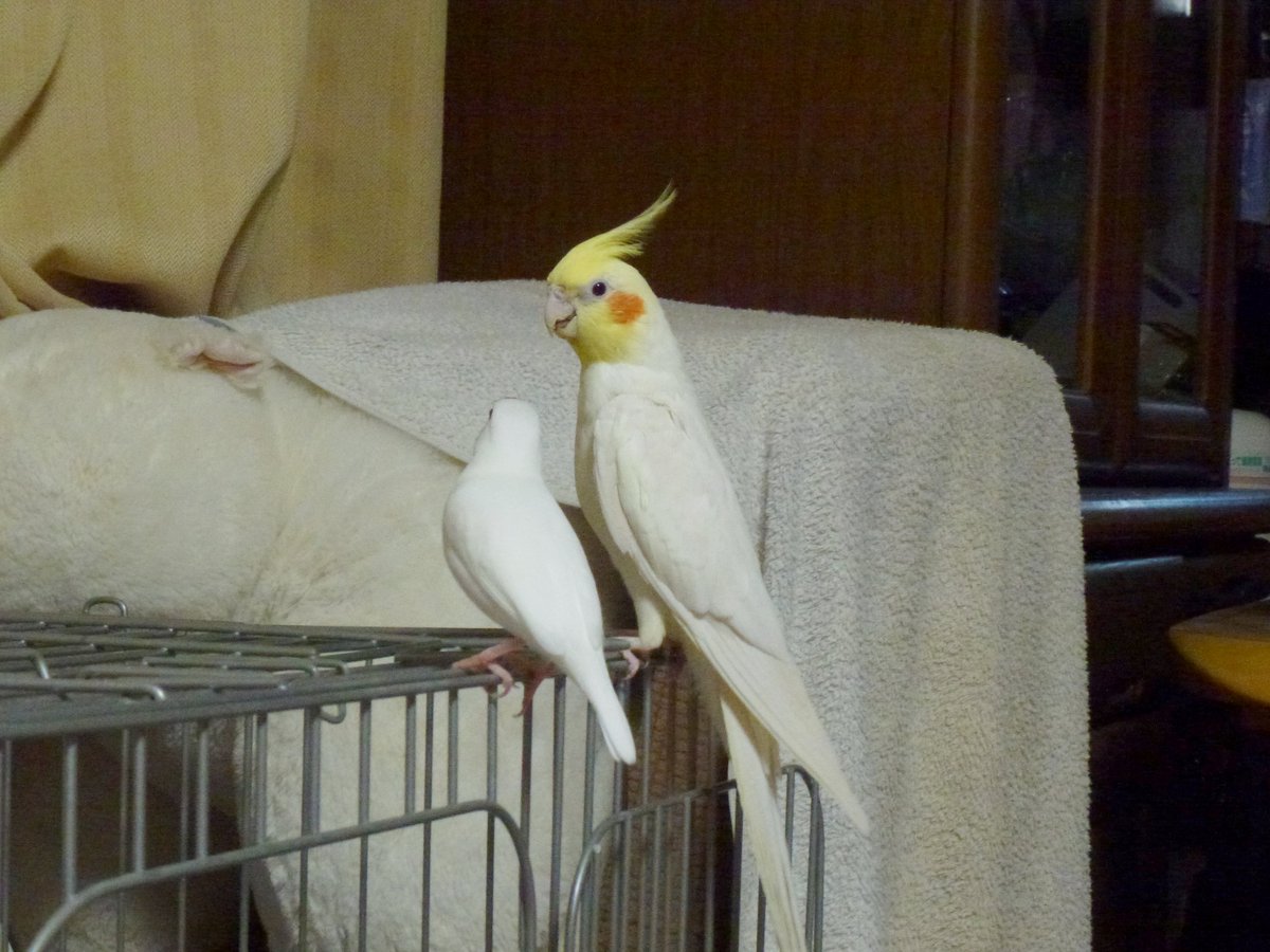 鳥好きさん (@torizukisan) / Posts / X