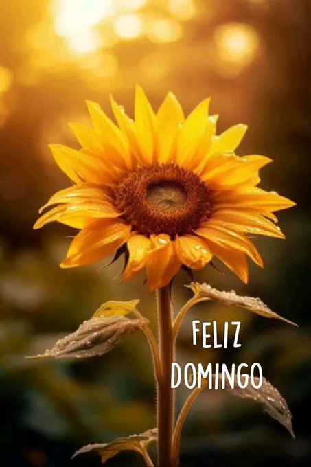 A large yellow sunflower with detailed petals and a dark brown center stands prominently in the foreground against a blurred green background. Dew drops glisten on the petals and stem under warm golden sunlight. The overlaid text Feliz Domingo appears in white capital letters at the bottom.
