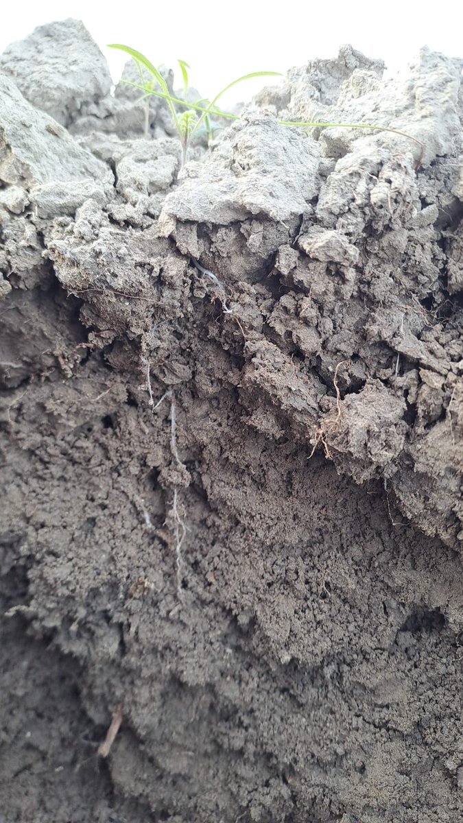 De resultaten van de dronezaaiingen (Groenbemesters)op Goeree-Overflakkee laten zich goed zien.. Altijd weer fijn als tevreden boeren deze mooie beelden  aan je sturen met de resultaten..👊 #Topbodem #Akkertweet #NextLevelFarming #LandbouwLuchtvaartNederland