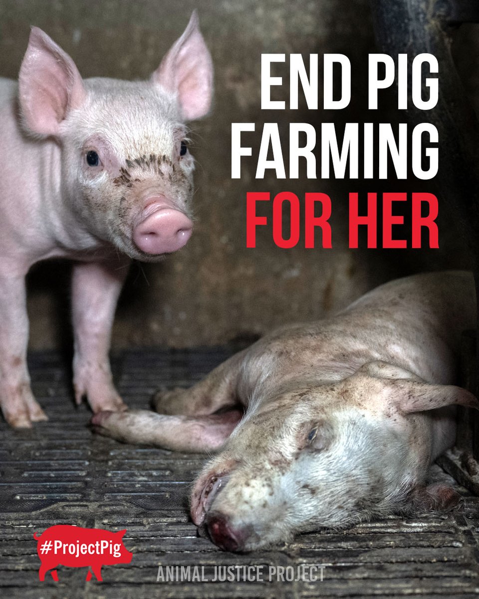 ajpReact's tweet image. She is someone, not something. 
Add your name to remove industry influence from government boards: act.animaljusticeproject.com/tim-smith 
End All Animal Use. 
#ProjectPig #AnimalRights #EndPigFarming #AMR #Superbugs #PublicHealth #NorthernIreland
