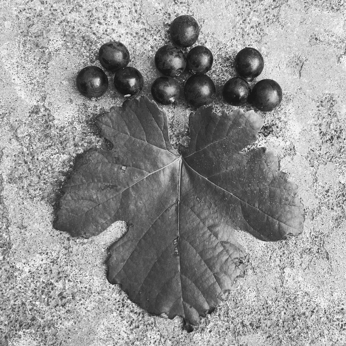 ドメーヌ タカヒコ (Takahiko Soga) (@DomaineTakahiko) / Posts / X